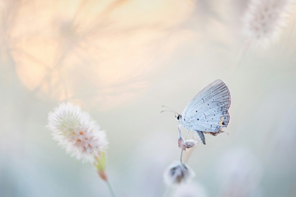 ray-hennessy-qZzJoiKHqmo-unsplash A beautiful grey butterfly perches on a light purple blossom. The distance is pale pastel and peaceful.